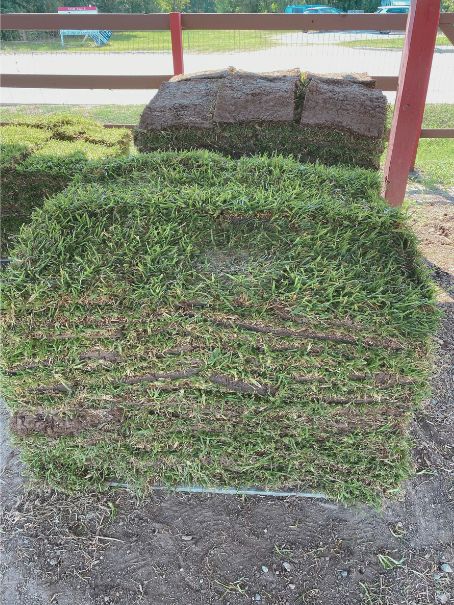 Fresh Raleigh St. Augustine grass pallets at sod supplier in Spring TX