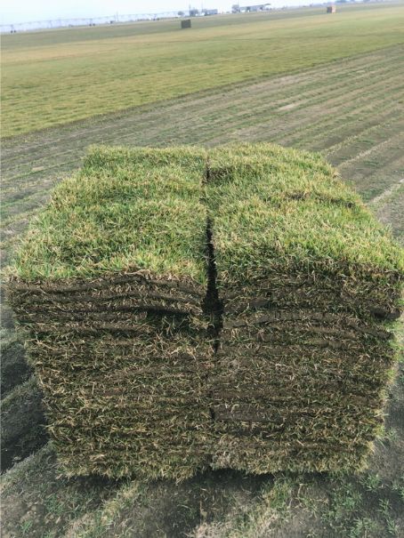 stadium zoysia grass pallets harvested at local farm